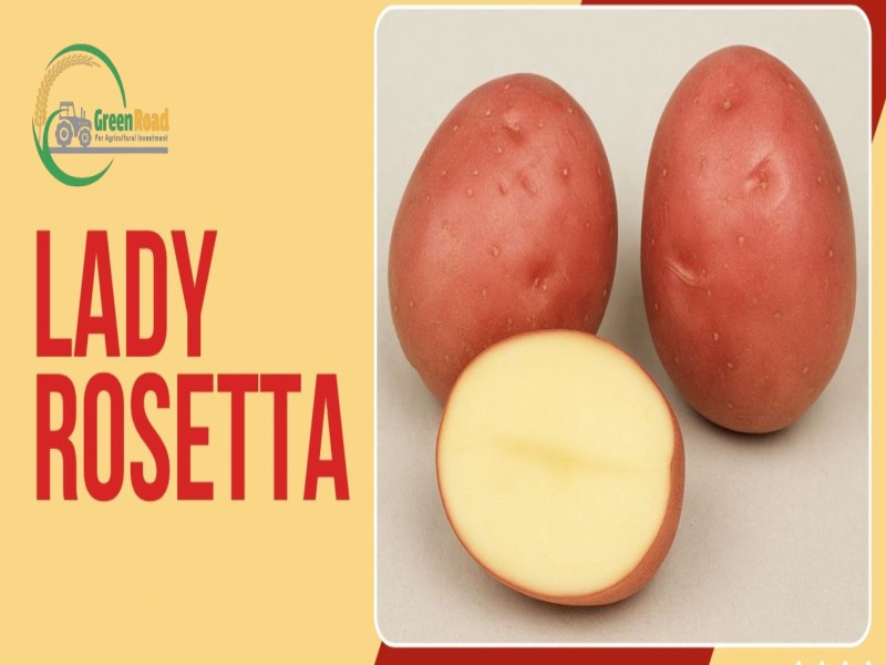 green-road-for-agricultural-investment-company-7